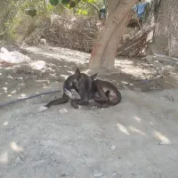 سگ مالینویز