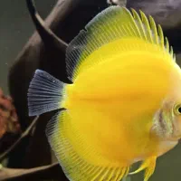 دیسکس یلو لمون نژاد مالزی