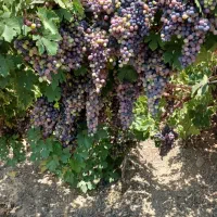 هرسکار باغ انگوروانواع درختان میوه بازدیداز باغ