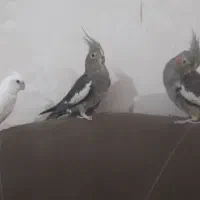 ۳ عروس هلندی ماده دستی معاوضه با گرینچیک