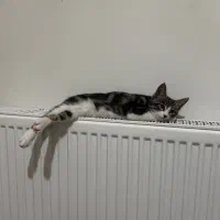 واگذاری گربه