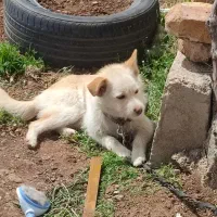 سگ پاکوتاه شیتزو ماده