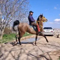 اسب هیراد مراغه کشش