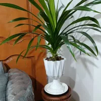 فروش گل وگیاه