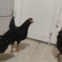 مرغ کردی مشکی