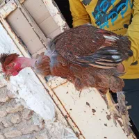 فروش مرغ کاکلی خرم آبادی