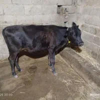 خرید فرو.ش دام