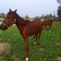 اسب برای فروش حمدانی