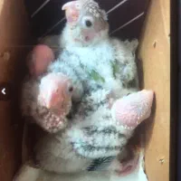 جوجه سرلاکی گرینچیک