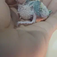 جوجه مرغ عشق|پرنده|انبارآلوم, |دیوار