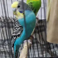 مرغ عشق