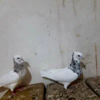 جفت نروماده طوق سرور بی عیب هفت رنگ|پرنده|ششده و قره بلاغ, |دیوار