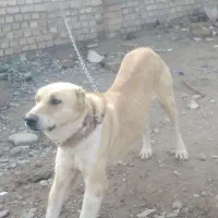 سگ گمشده در منطقه فیلخانه