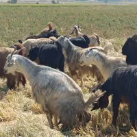 ده جفت بز درجه یک|حیوانات مزرعه|مرودشت, استادیوم‎|دیوار