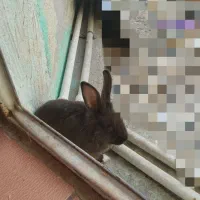 خرگوش لپ دار بهترین نژاد دو رگه هستش|موش و خرگوش|دوگنبدان, |دیوار