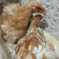 مرغ و خروس برهما طلایی