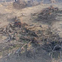 خرید انواع چوب|خدمات باغبانی و درختکاری|بوکان, |دیوار