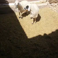 میش ابستن|حیوانات مزرعه|یزد, |دیوار