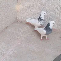 ۸ تا بهبونی