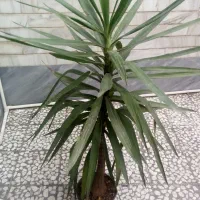 گل یوگاه پنج ساله سرسبز