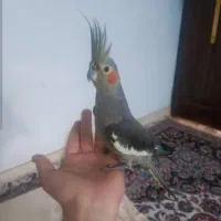 عروس هلندی|پرنده|آستارا, |دیوار