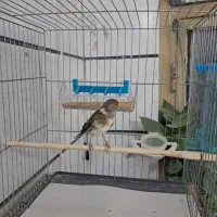 ۲عدد سهره قناری چونه سفید|پرنده|قزوین, |دیوار