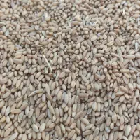 گندم دیم بوجاری شده|خدمات باغبانی و درختکاری|فیروزآباد (لرستان), |دیوار