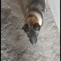 واگذاری سگ مالینیوز نگهبان|سگ|سمیرم, |دیوار