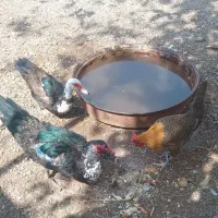 اردک موسکویی