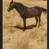 خریدار اسب باری