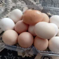 تخم مرغ محلی درشت با بهترین کیفیت بسته 15 تایی 310