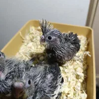 جوجه سرلاکی عروس هلندی