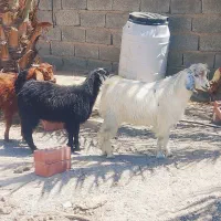 گوسفند
