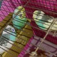 پرنده و قفس|پرنده|رشت, آب و برق|دیوار