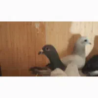 کبوتر نر و ماده سبز