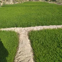 بذر چلتوک