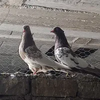 تعدادی کبوتر|پرنده|شیراز, شهرک مهرگان|دیوار