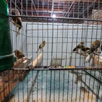 جوجه قناری یکسر