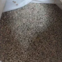 عدس