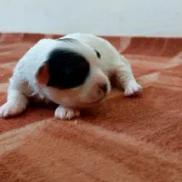 واگذاری طوله سگ|سگ|رشت, فلسطین|دیوار