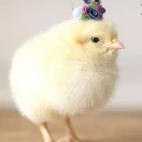 جوجه گوشتی نژاد راس ۳۰۸ مستقیم از جوجه کشی