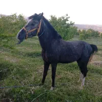 اسب|اسب و تجهیزات اسبسواری|خرمآباد, |دیوار