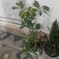 گل .|گل و گیاه طبیعی|کرمانشاه, |دیوار