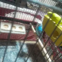 یه جفت مرغ عشق|پرنده|فسا, |دیوار