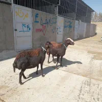 دوراس میش داشتی درجه یک