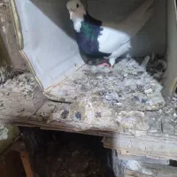 کبوتر طوقی و زاغ