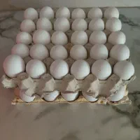 تخم مرغ