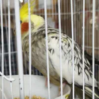 عروس هلندی ماده آماده جفتگیری  با چهار عدد تخم|پرنده|جوادآباد, |دیوار