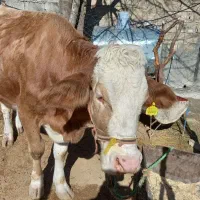 گاو گوساله لش افتاده خریدفروش سربریده