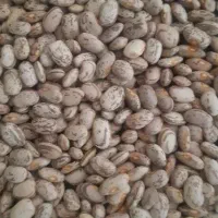 لوبیا چیتی دولتی ارتشی